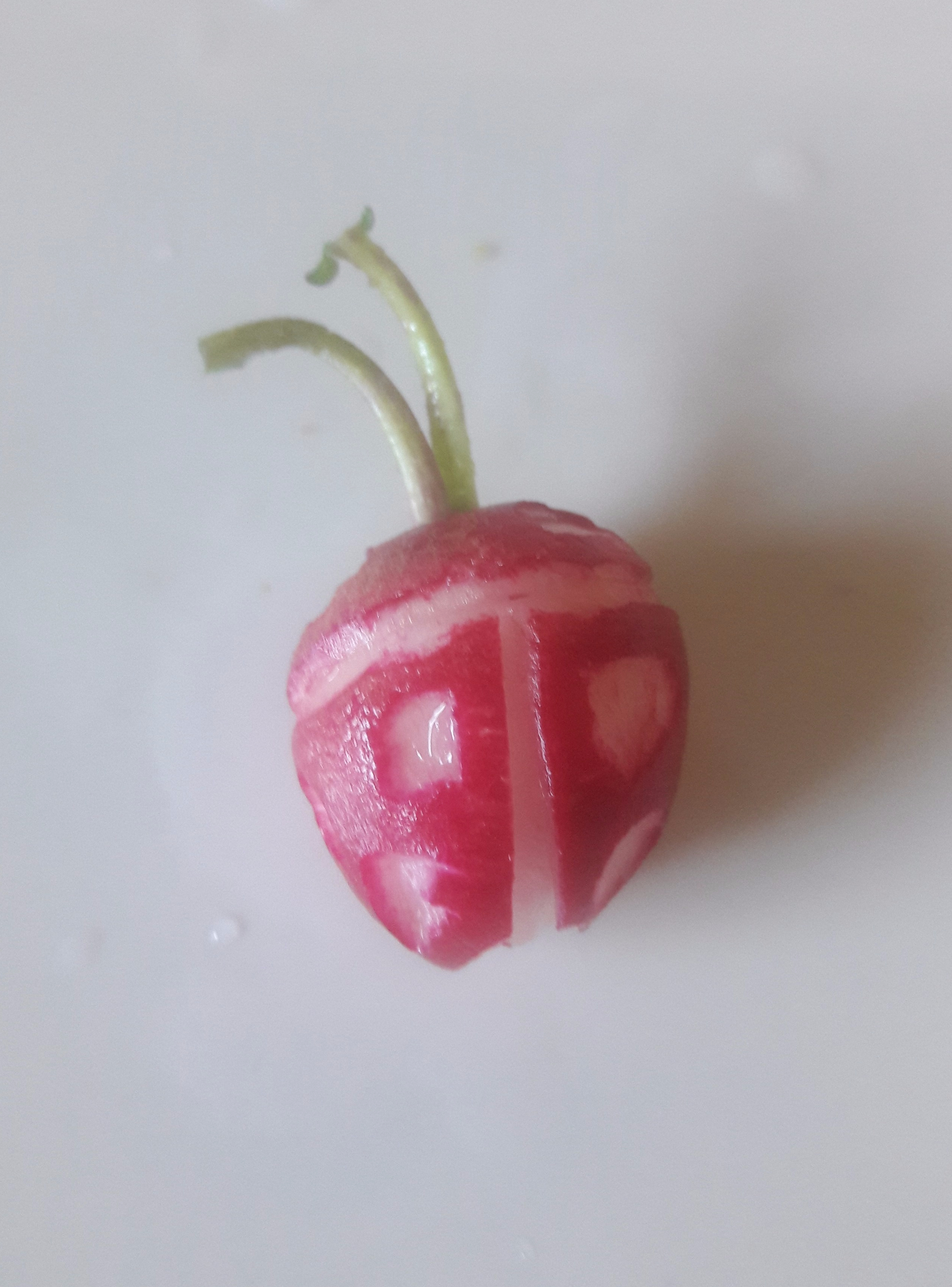 radish_bug.jpg