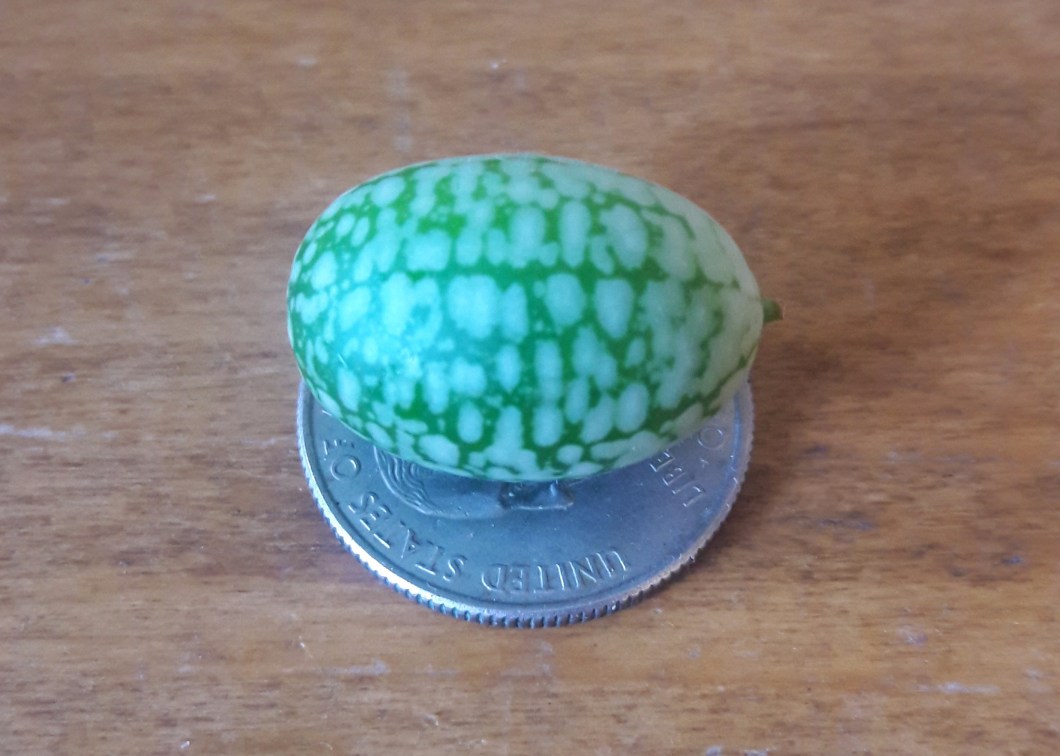 Cucamelon